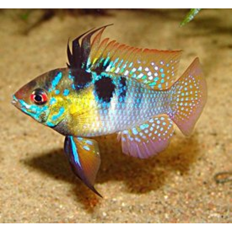 Microgeophagus Ramirezi 4cm